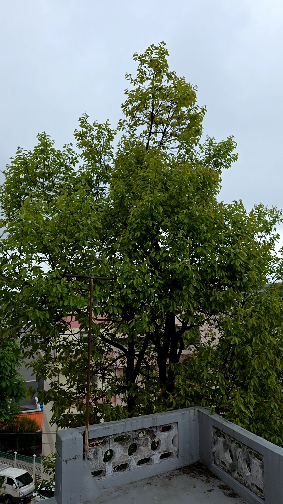 고사목 위험목 제거 전문 FINERO 피네로