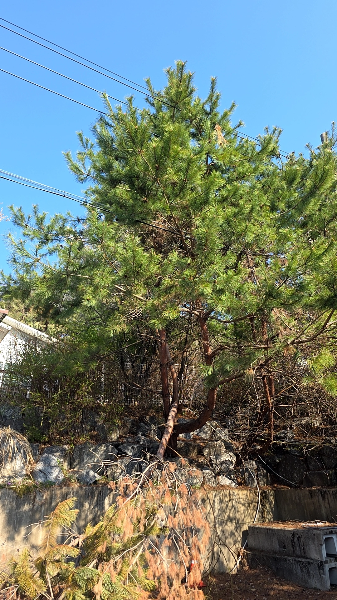 단독주택 마당 나무 제거 현장