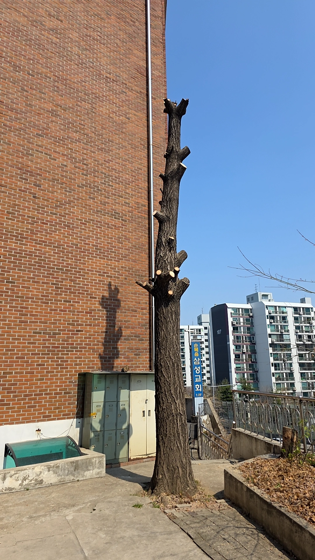 태풍 피해 고사목 긴급 제거 현장