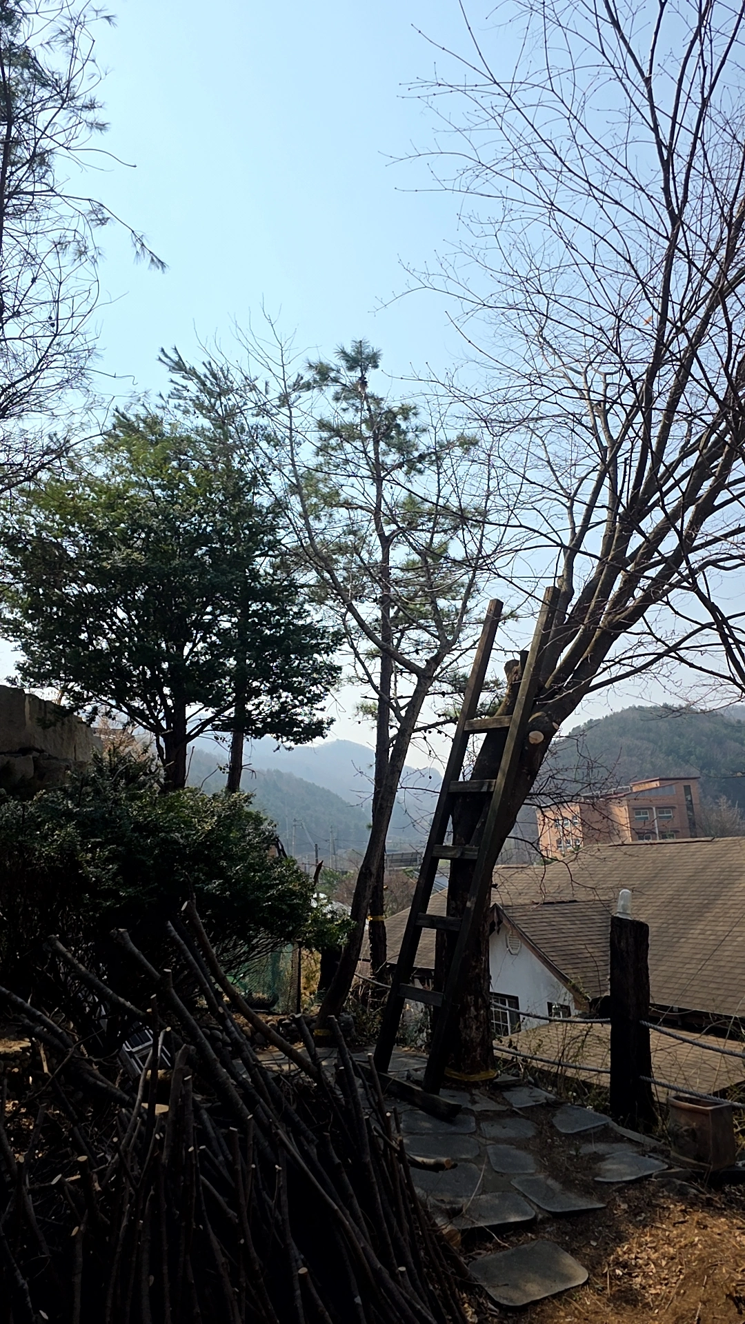 가지치기 수형 관리 전문 FINERO 피네로