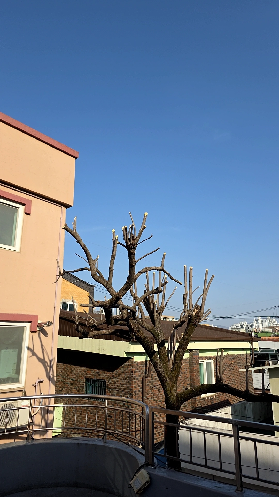 가지치기 수형 관리 시공 현장 FINERO 피네로