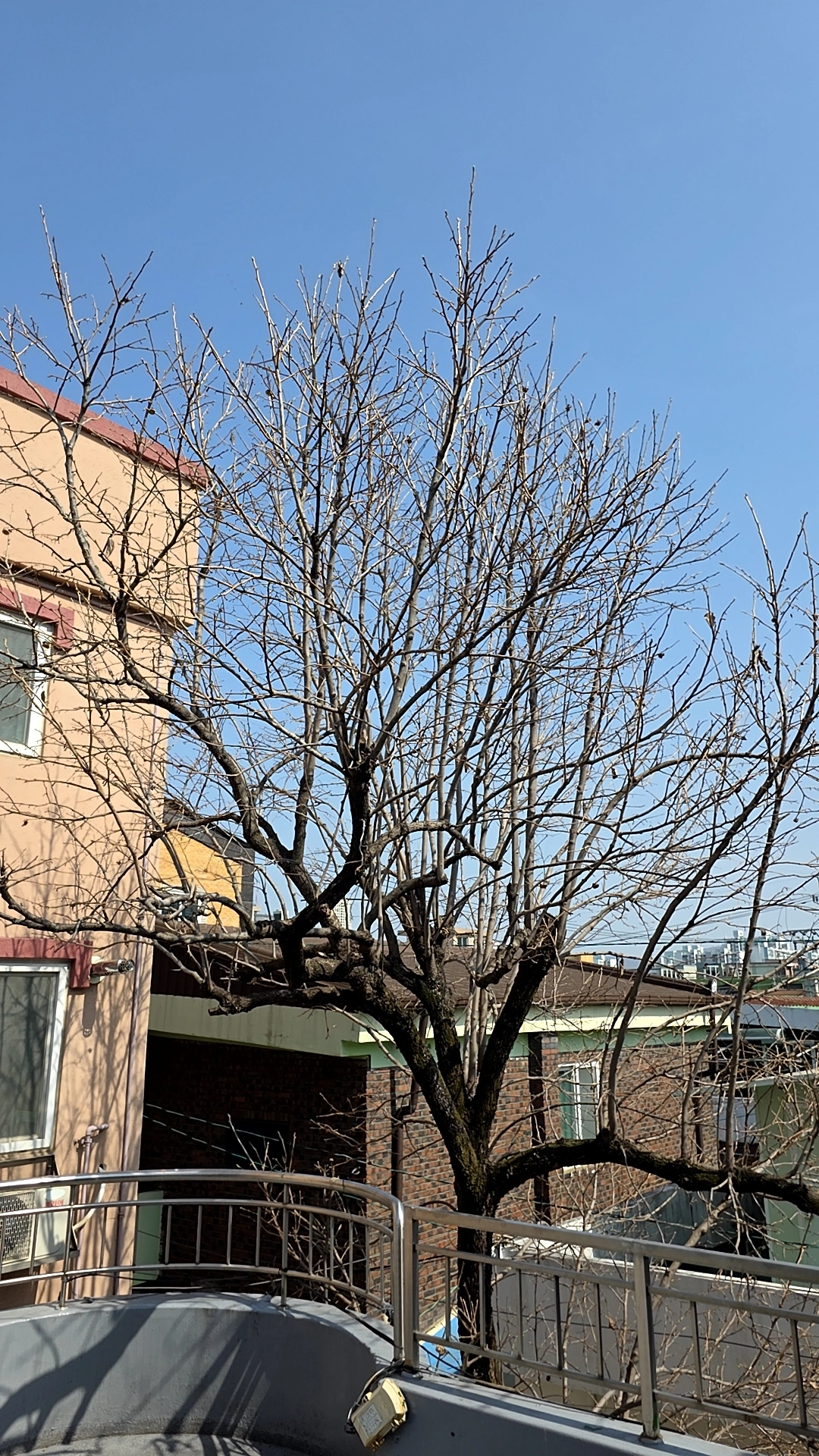 공장 부지 대형 나무 제거 시공사례