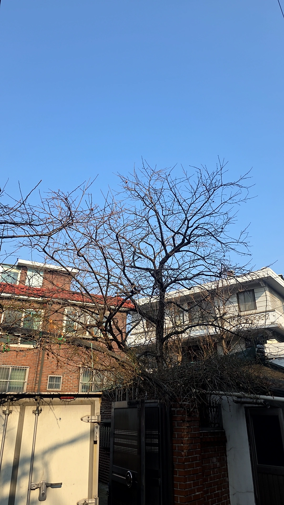 강남 서초 벌목 실제 시공 현장 FINERO 피네로