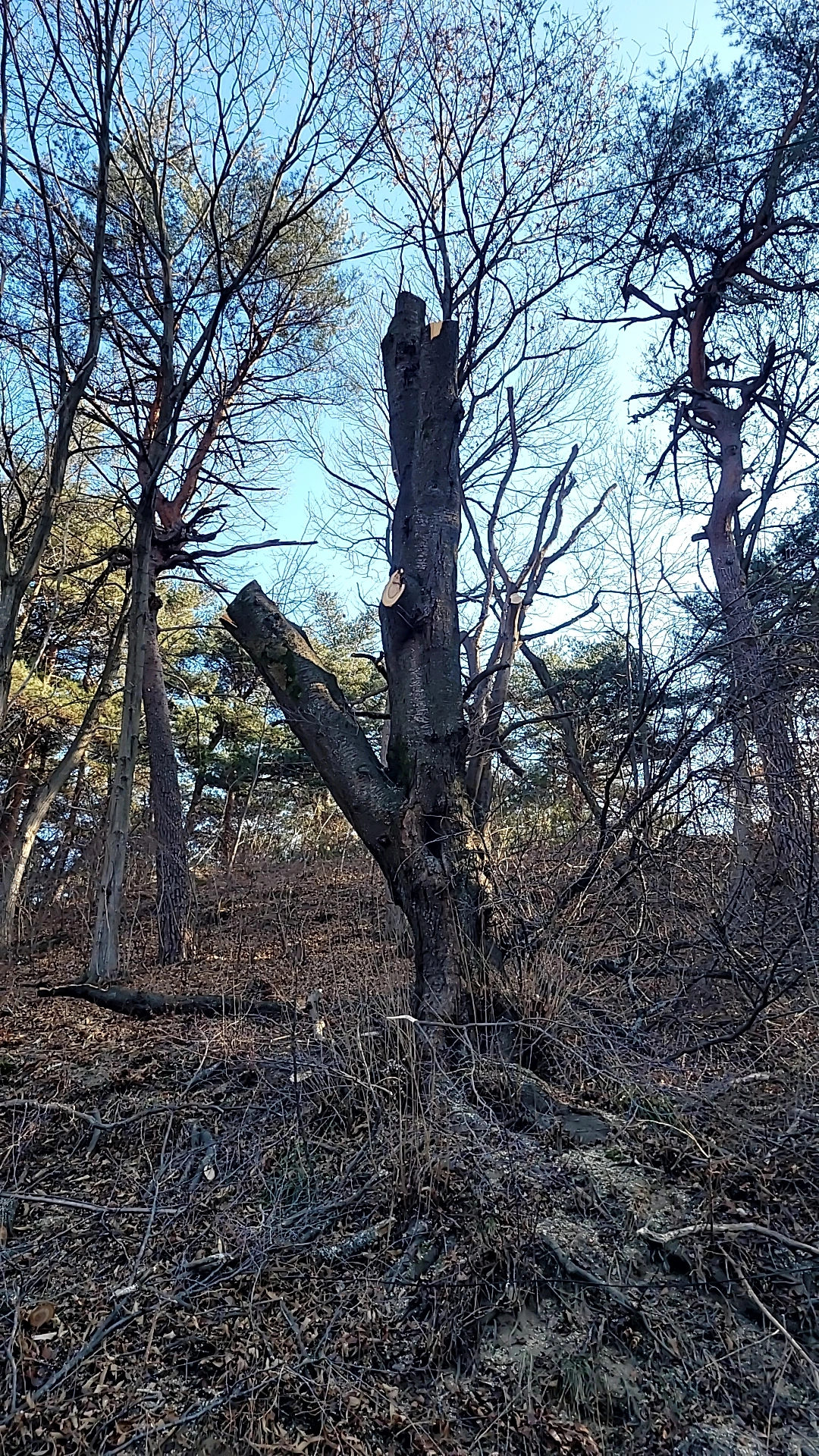 대형 수목 제거 작업 FINERO 피네로 고소 장비