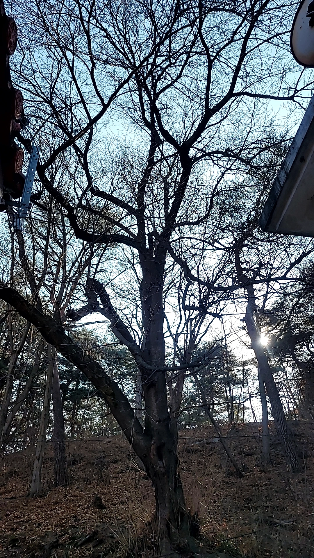 공장·상가 대형 나무 벌목 시공 현장 FINERO 피네로