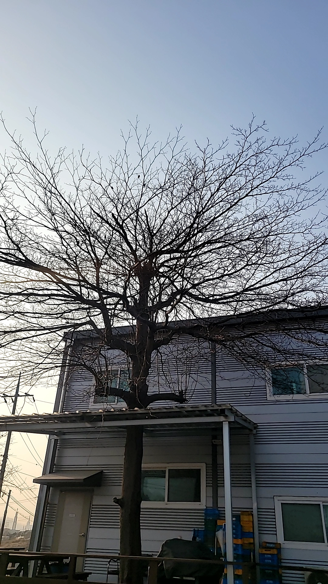 태풍 피해 고사목 긴급 제거 시공 현장 FINERO 피네로